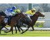  Carrera: P.Turandot II Monta: R.N.Valle Caballo: Bare Elegance